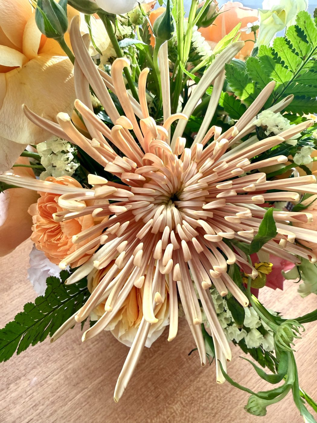 Close-up of a peach spider chrysanthemum